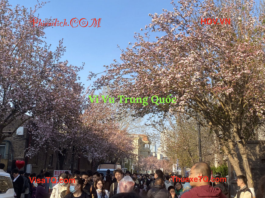 Mùa xuân tại Bắc Kinh Trung Quốc 2025.